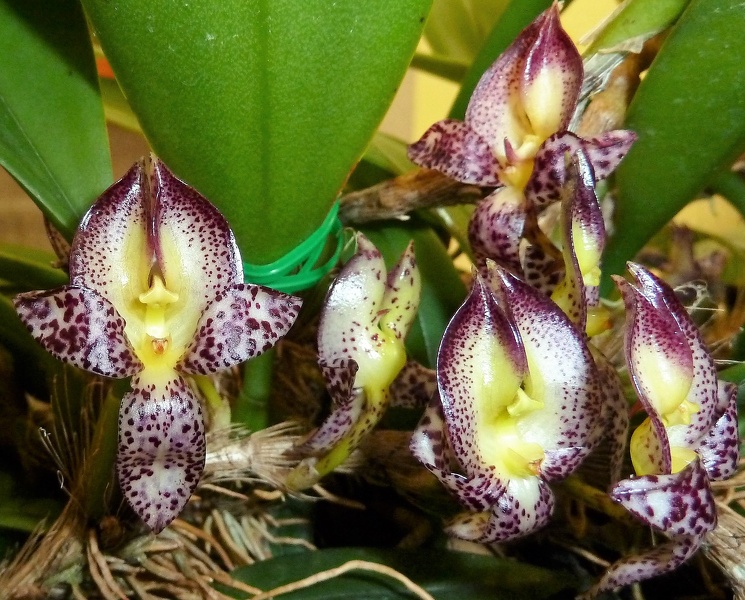 Bulb. macranthum.JPG