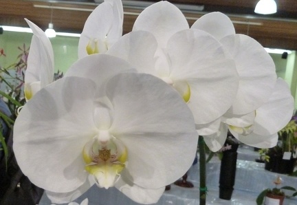 Dtps. Straits Puff x Phal. I-Hsin Blanche