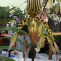 Paph. Larry Booth..JPG