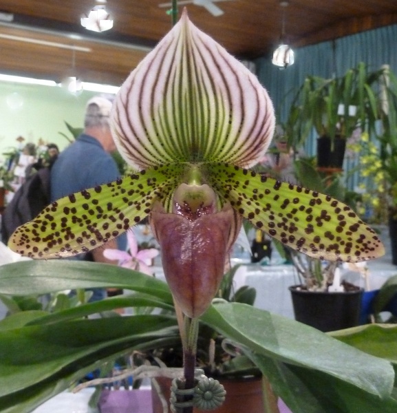 Paph. Makuli.JPG