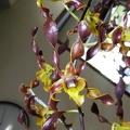 Den. John's Charm (Den. discolor x Den. semifuscum).JPG