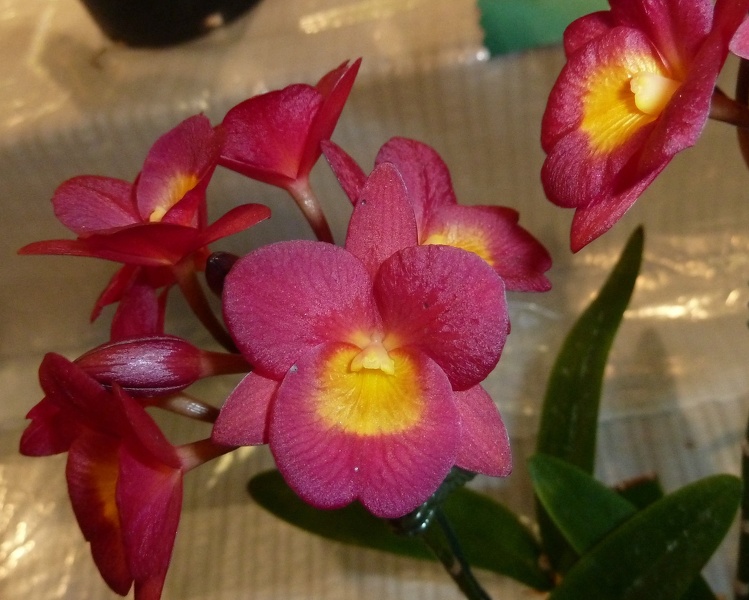 Grt. Why Not (Gur. aurantiaca x Bro. sanguinea).JPG