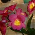 Grt. Why Not (Gur. aurantiaca x Bro. sanguinea).JPG