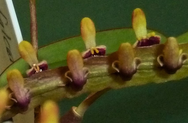 Bulb. falcatum.JPG