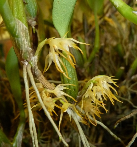 Bulb. cauliflorum.JPG