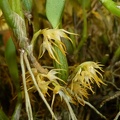 Bulb. cauliflorum.JPG