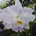 Rlc. Memoria Gordon Vallance 'Marg'.JPG