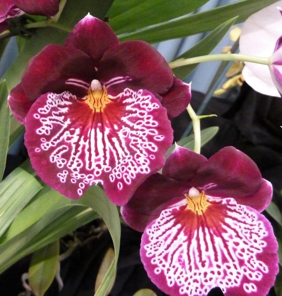 Miltoniopsis [Mps.] Breathless 'Florence'.JPG