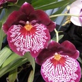 Miltoniopsis [Mps.] Breathless 'Florence'.JPG