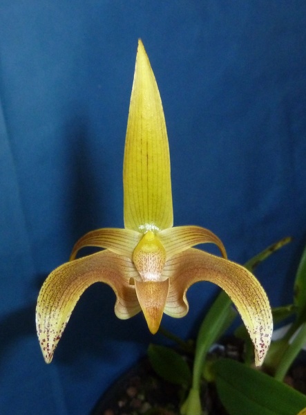 Bulb. lobbii 'Stardust'.JPG