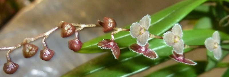 Stelis [Ste.] porschiana.JPG