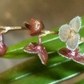 Stelis [Ste.] porschiana.JPG