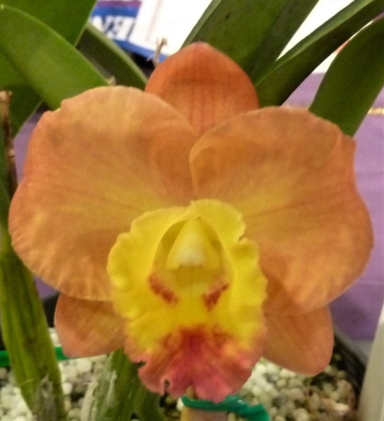 Rth. Southern Aurora 'Janice Maree'.JPG