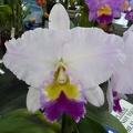 Rlc. Burdekin Dawn.JPG