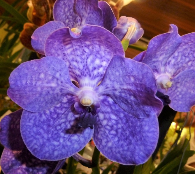 V. Pakchong Blue 'Giant Blue'.JPG