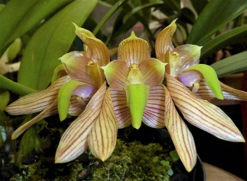 Bulb. bicolor.JPG