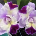 Rlc. Karbela Beauty 'Simon'.JPG