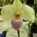 Paph. delenatii.JPG