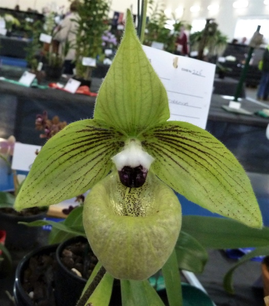 Paph. malipoense,..JPG