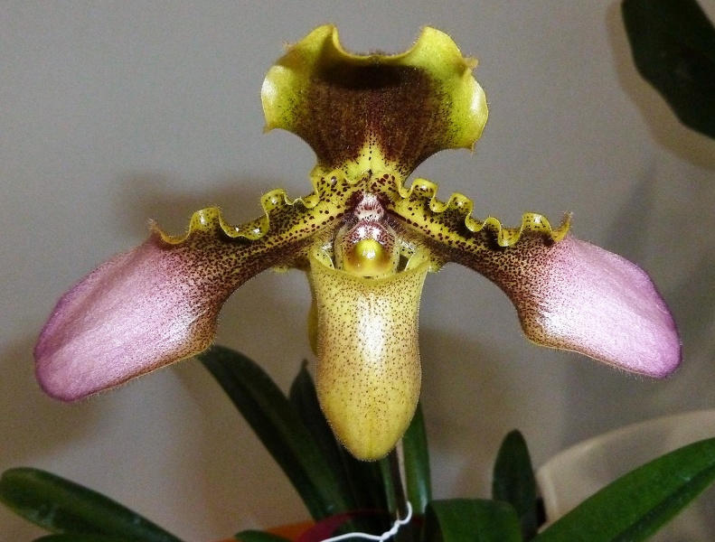 Paph. hirsutissimum (2).JPG