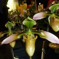 Paph. appletonianum.,.JPG