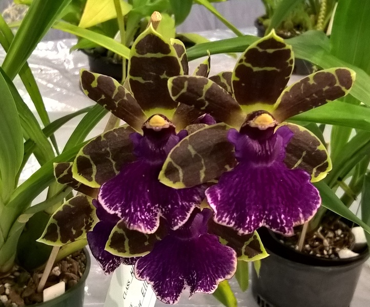 Zygopetalum [Z.] Artur Elle.jpg