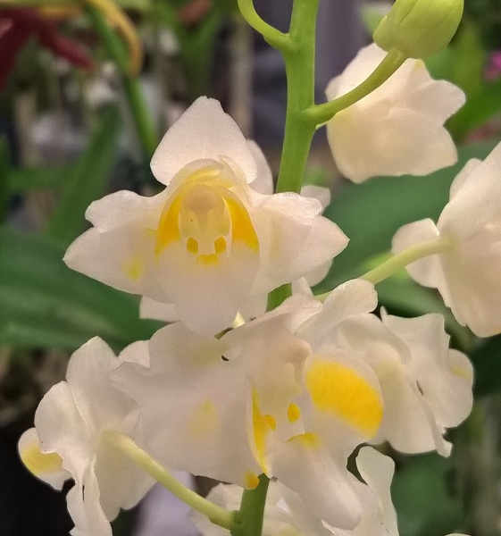 Phal. pulcherima1.jpg