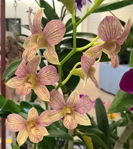 Den. Burana Green x Den. Entropy.jpg