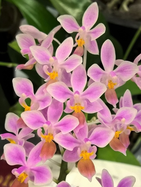 Phal. equestris.jpg