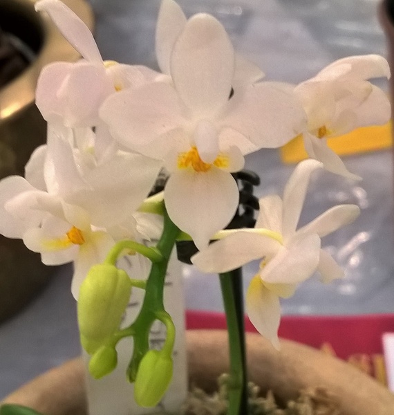 Phal. Little Skipper 'Kathy'.jpg