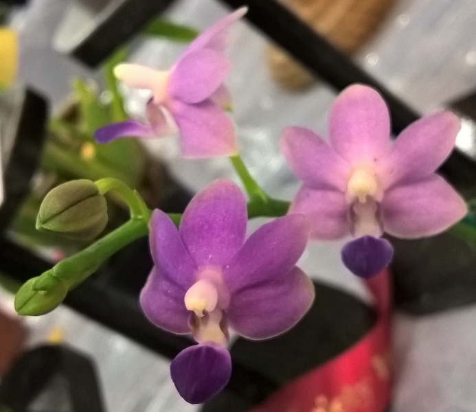 Dtps. Purple Martin 'Blue'.jpg