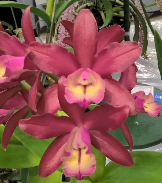 Ctt. Chocolate Drop x C. harrisoniana.jpg