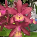 Ctt. Chocolate Drop x C. harrisoniana