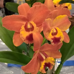 Rlc. George King x (Rth. Free Spirit x Rlc. Sunstate Elegance)