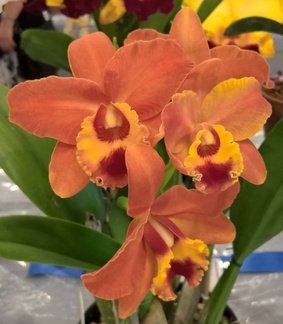 (Rth. Free Spirit x Rlc. Sunstate Elegance) x Rlc George King.