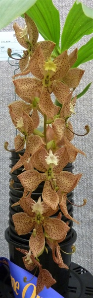 Cyc. Tawny Bar (Cyc. Tawny Dragon x Cyc. barthiorum).JPG