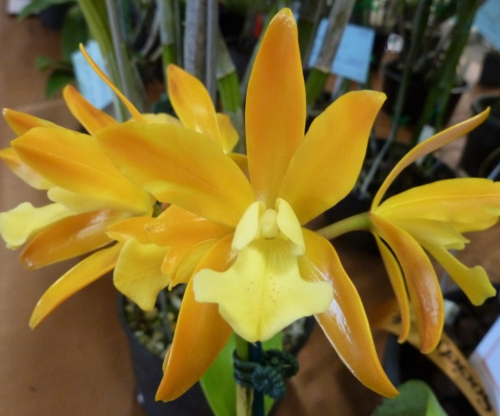 Cattlianthe [Ctt.] Chocolate Drop 'Clifton Yellow'.JPG