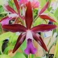 Cattlianthe [Ctt.] Towering Inferno.JPG