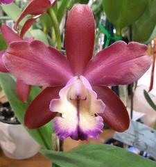 (Ctt. Chocolate Drop x C. harrisoniana)