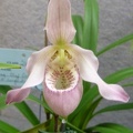 Phrag. Carol Kanzer (Phrag. pearcei x Phrag. schlimii).JPG