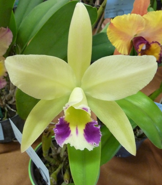 Rhyncholaeliocattleya [Rlc.] Greenwich.JPG