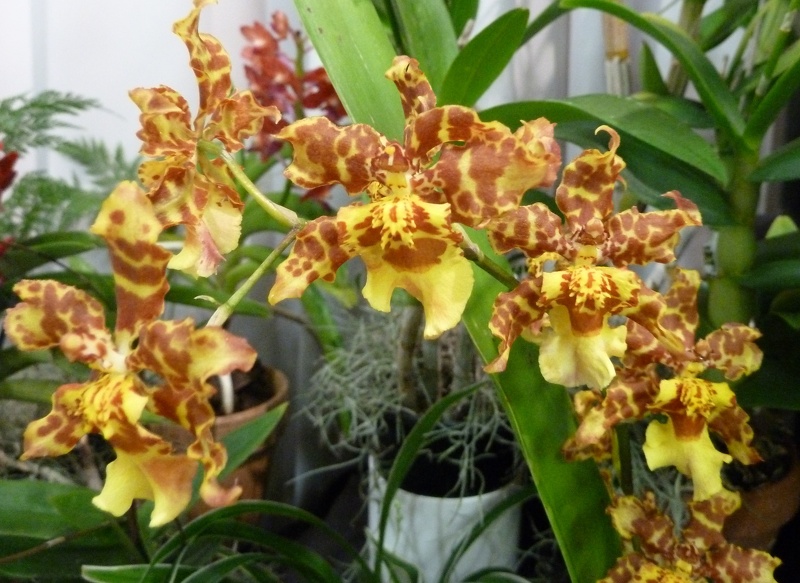 Onc. Pacific Passage 'Handsome'.JPG