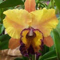 Rhyncholaeliocattleya [Rlc.] Mount Isa 'Jean'.JPG