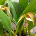 Bulb. Wilmar Galaxy Star (Bulb. dearei x Bulb. lobbii).JPG