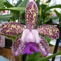 Caudebec "Southern Cross" x Lumita "Bold Spots"