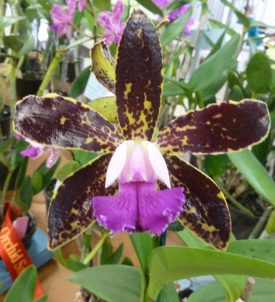 C. Hawaiian Variable x C. Netrasiri Beauty.JPG