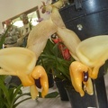 Stanhopea [Stan.] pulla.JPG