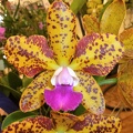 Rlc. Naomi's Delight.JPG