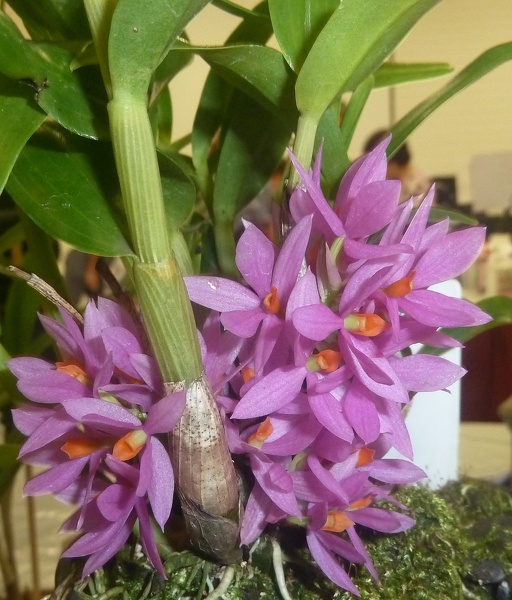 Den. bracteosum.JPG