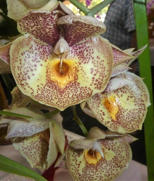 Ctsm. Orchidglade (Ctsm. pileatum x Ctsm. expansum).JPG